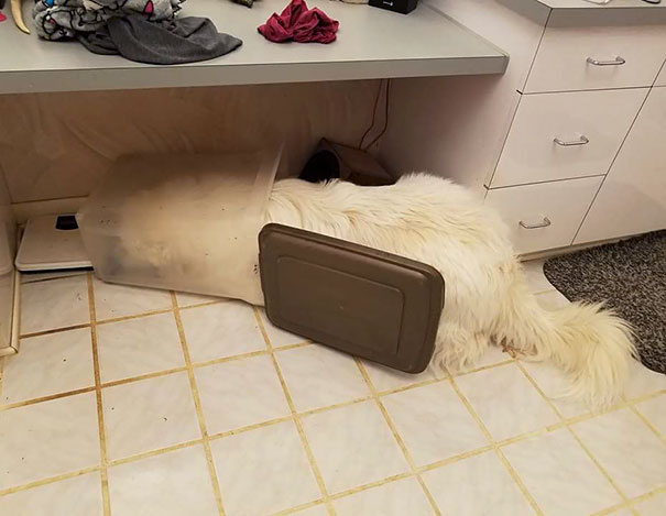 Idiot Dog Broke Into Food Bin, Ate It All, Fell Asleep