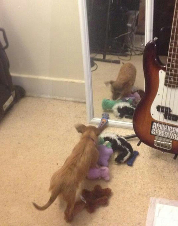 She Brought All Her Toys Over So The Mirror Doggy Could Play With Them