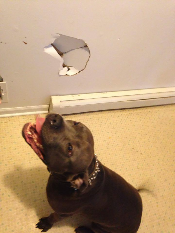 So My Step Brothers Dog Came Down The Stairs Too Fast And Ran Into The Wall Because He Was Excited