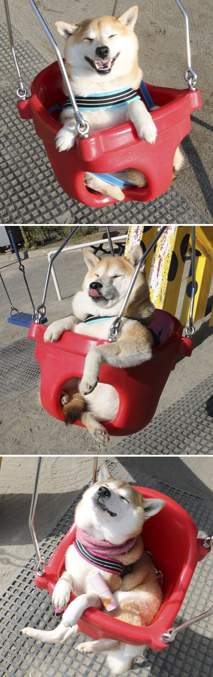 Uni-Chan Is A 7-Year-Old Shiba Inu Who Loves Swings