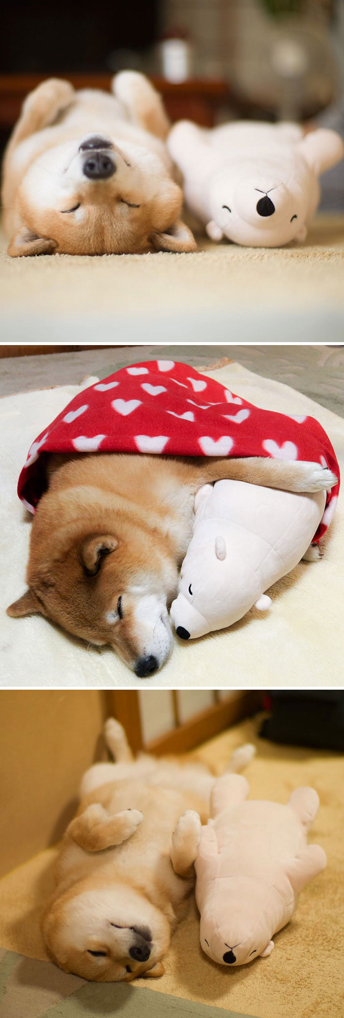 Shiba Inu Maru Loves To Sleep, Especially With His Little Stuffed Polar Bear Toy