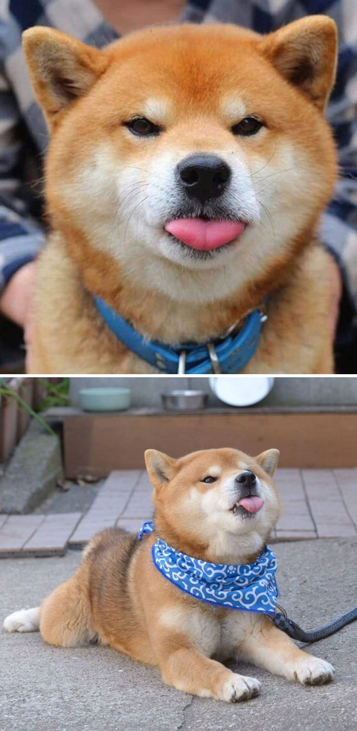 50 Times Shibas Proved They Re The Most Much Wow Dogs Ever Bored