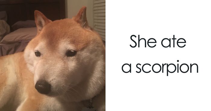 50 Times Shibas Proved They Re The Most Much Wow Dogs Ever Bored Panda