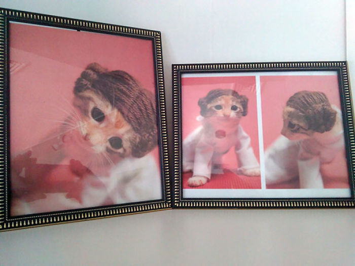 Found These In Someone’s Desk At An Estate Sale I Worked. It’s Not Even Like It Was Their Cat, The Pics Were Very Obviously Printed Off The Internet. Literally Everything Was Up For Grabs So They Now Hang In My Kitchen
