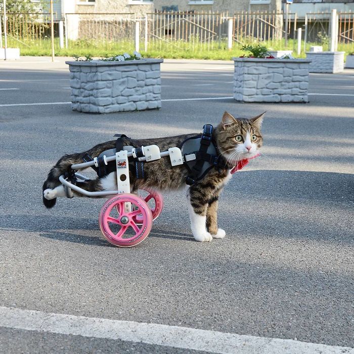 Handicapped-Cat-Rexie-The-Handicat-Dasha-Minaeva