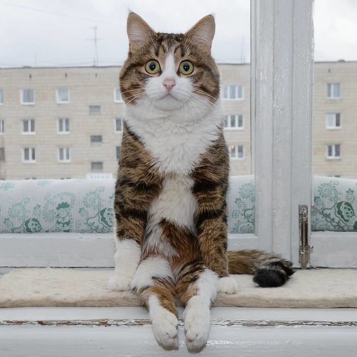 Handicapped-Cat-Rexie-The-Handicat-Dasha-Minaeva