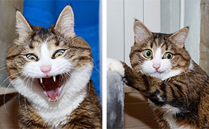 This Cat Is Taking Over The Internet With His Hilarious Facial Expressions Despite His Problem