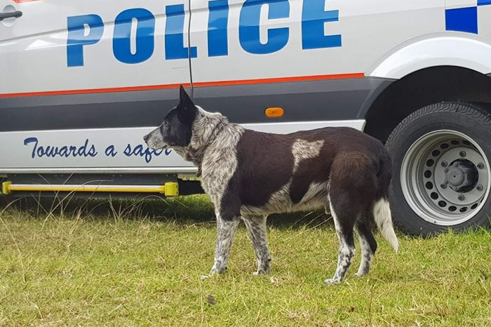 This Dog Protected A Toddler For 15 Hours In The Wild And Is Now An Honorary Police Doggo