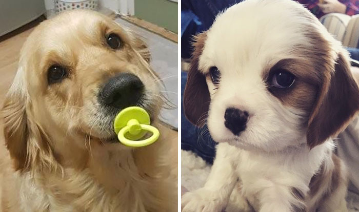 Hey, Pandas! Share The Cutest Pic Of Your Doggo When It Was Still A Pupper