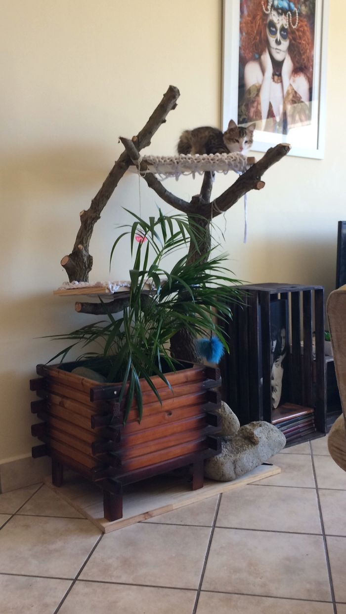 We Made A Cat Climber That Is Pretty And Functional (The Plant Is Non Toxic To Cats).