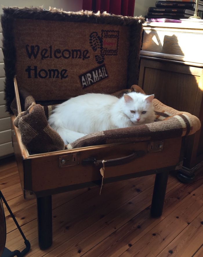 Me And My Father Made This Suitcase-Bed For His Fluffy Princess... She Approved It 😻