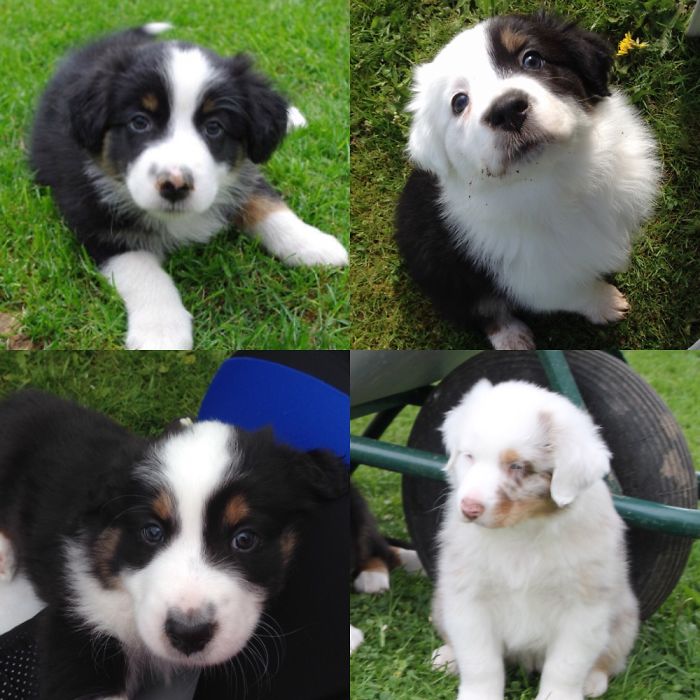 My Aussie Puppies Sally (Mama Of The Rest), Maja, Balu And Bambam