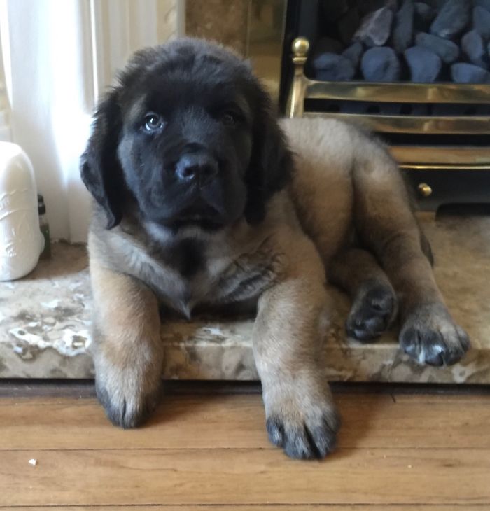 Bear Before He Grew Into A 15 Stone Lump!