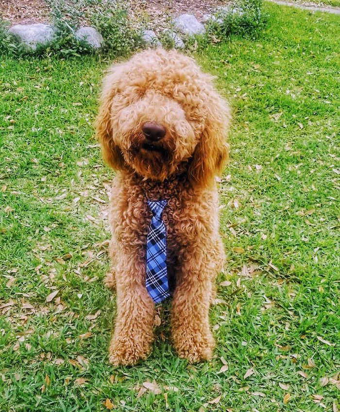 Fozzie The Goldendoodle Was Trying On His New Tie