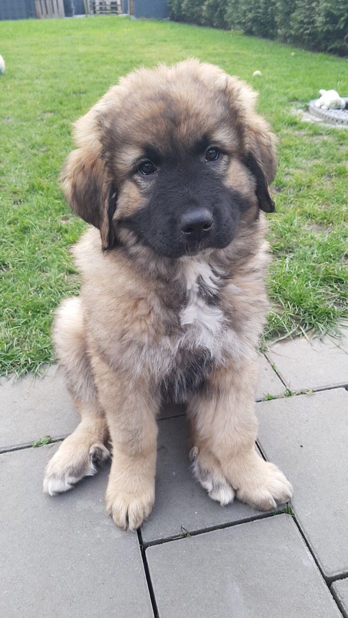 Our Caucasian Owtscharka, The Day After She Moved In With Us. (6 Weeks Old)