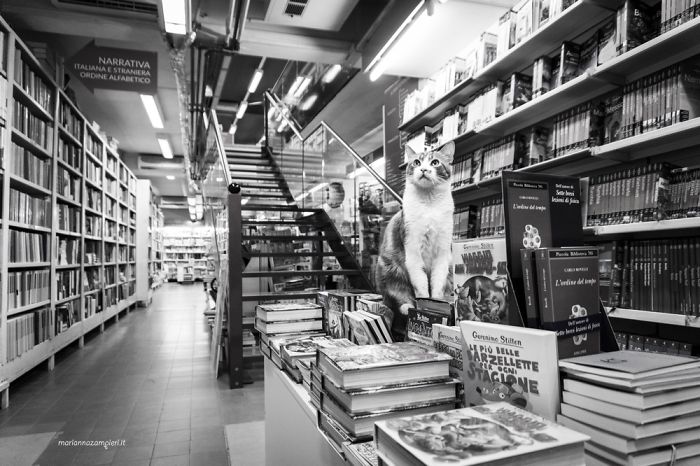 Poldo At The Bookshop