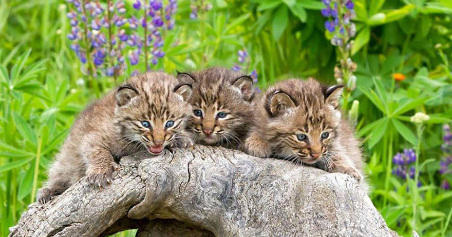 Help Prevent Bobcat Trapping!