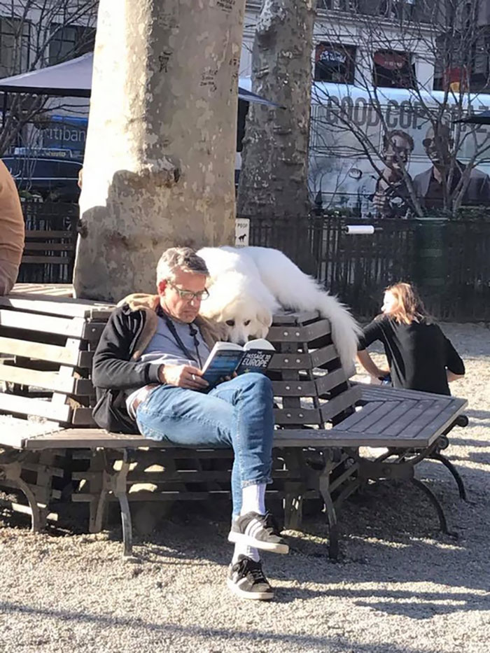 While All The Other Dogs In The Park Were Playing Around, He Read A Book With His Human
