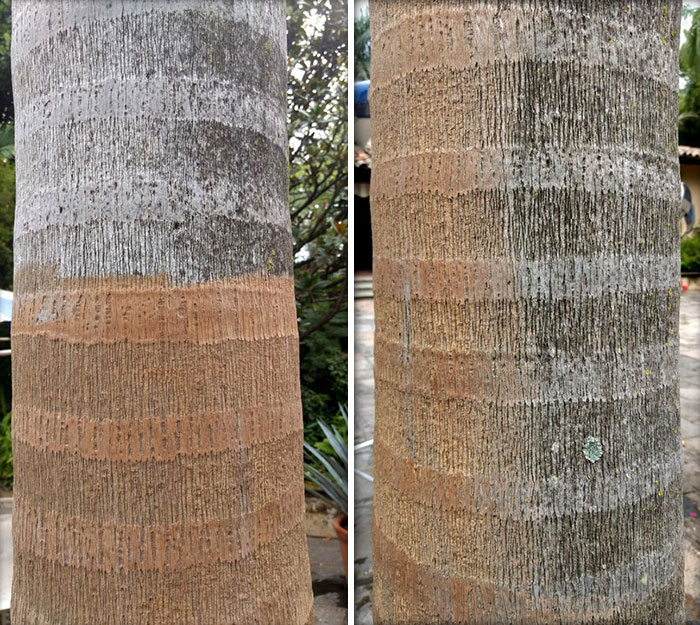 Is It OK To Powerwash The Trunk Of A Palm Tree? Tried A Little Bit