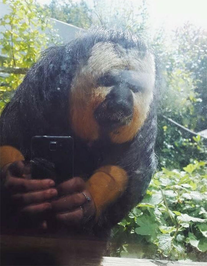 Haciendo una foto de un mono, pero con el reflejo parece que se esté haciendo un selfie