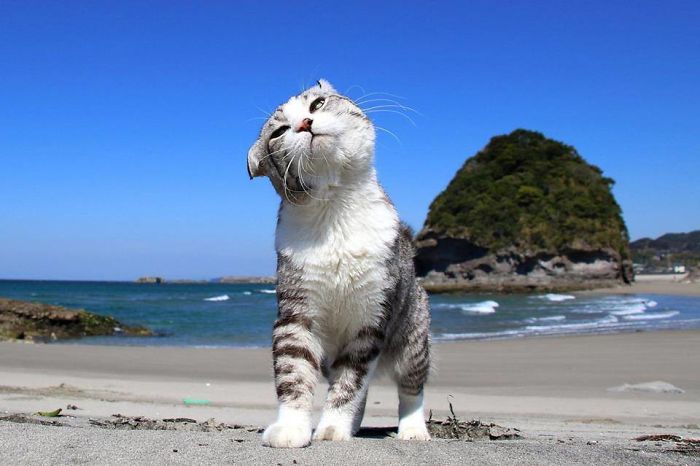 Photogenic-Cat-Noraneko-Nyankichi-Japan