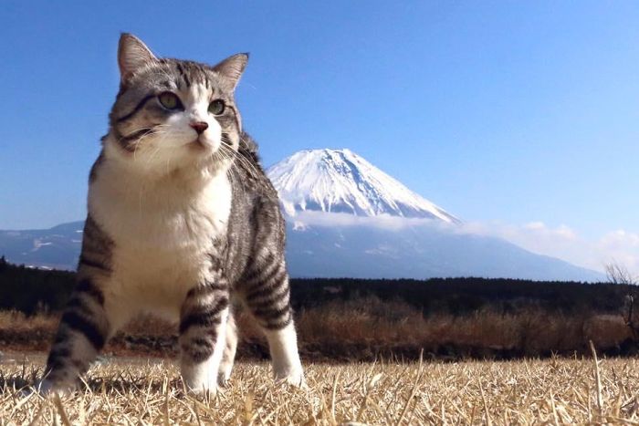 Photogenic-Cat-Noraneko-Nyankichi-Japan