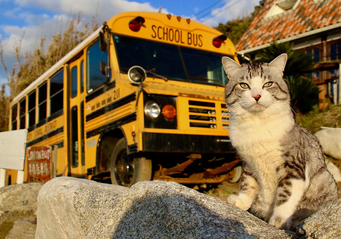 Image result for cat with school bus