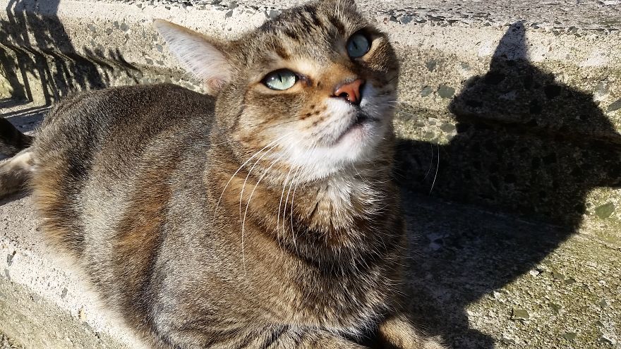 Meet Pip, The 9-Year Old Tabby Cat