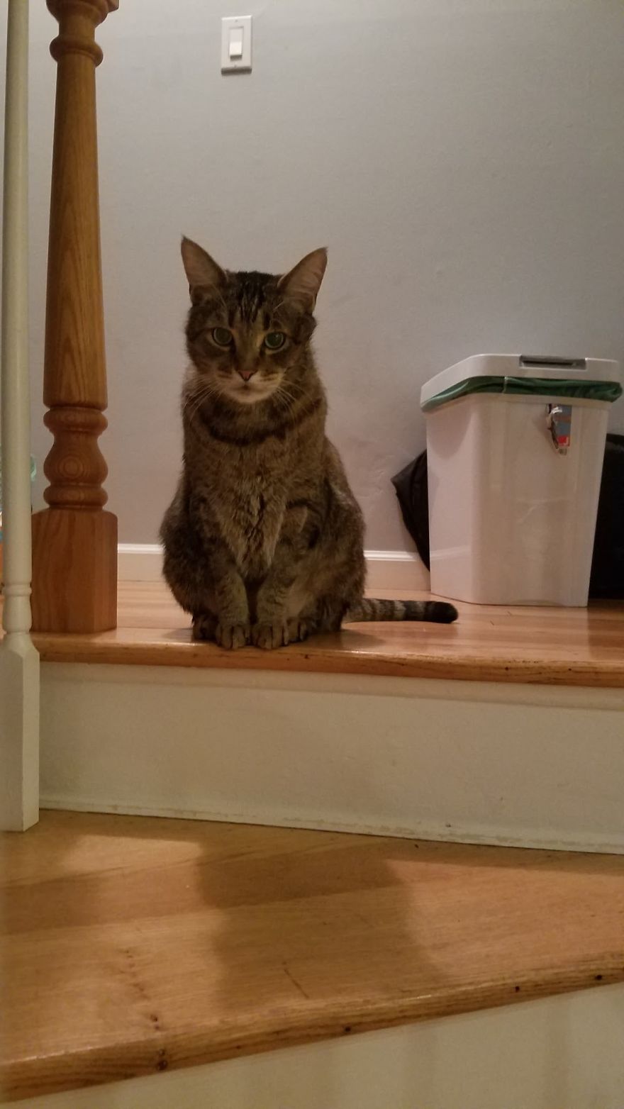 Meet Pip, The 9-Year Old Tabby Cat