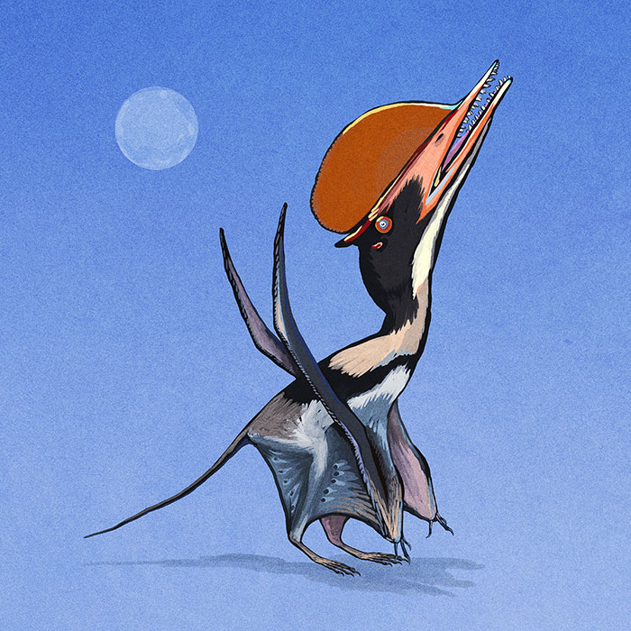 The Intermediate-Form Pterosaur, Darwinopterus Modularis, Flashes Its Red Crest For A Potential Mate