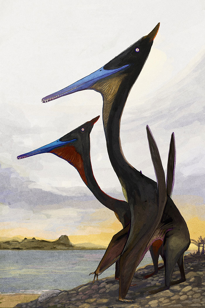 Two Lanky Moganopterus Pterosaurs On A Stroll At An Ancient Beach. Moganopterus Was One Of The Largest Toothed Pterosaurs