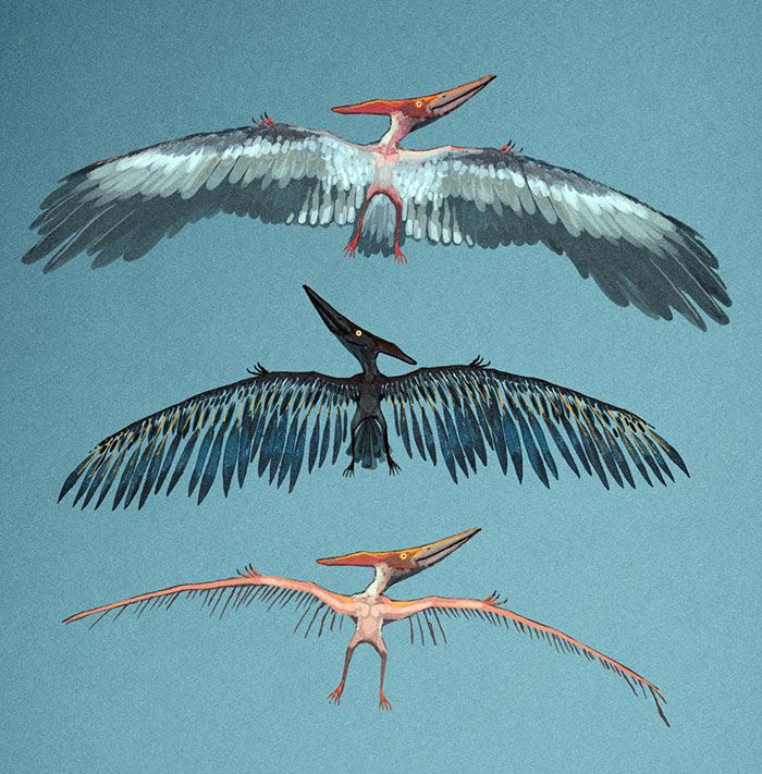 A Pterosaur With Bird-Like Feathers