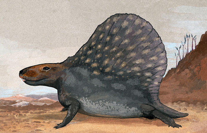 A Short-Tailed Form Of The Popular Sail-Backed Repto-Mammal Dimetrodon. The Background On This Image Is Inaccurate. These Animals Mostly Inhabited Swamps And Jungle