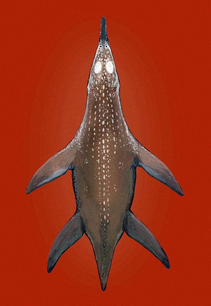 The Swimming Reptile Polycotylus, Viewed From The Top. New Discoveries Indicate These Prehistoric Marine Reptiles Were Quite Chunky - More Like Seals And Walruses Than Snakes Or Crocodiles.