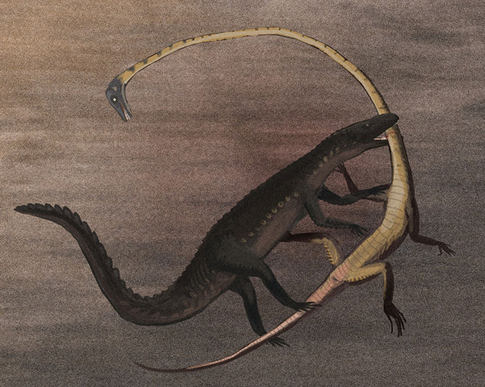 The Crocodile-Like Archosaur Ticinosuchus Attacks A Long-Necked Tanystropheus