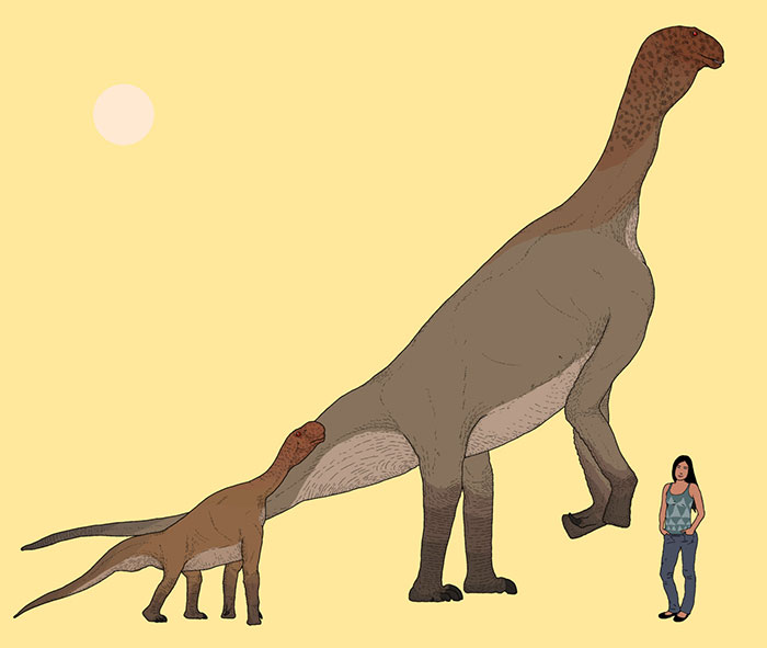 Adult And Juvenile Atlasaurus Dinosaurs In Scale With A Modern-Day Person