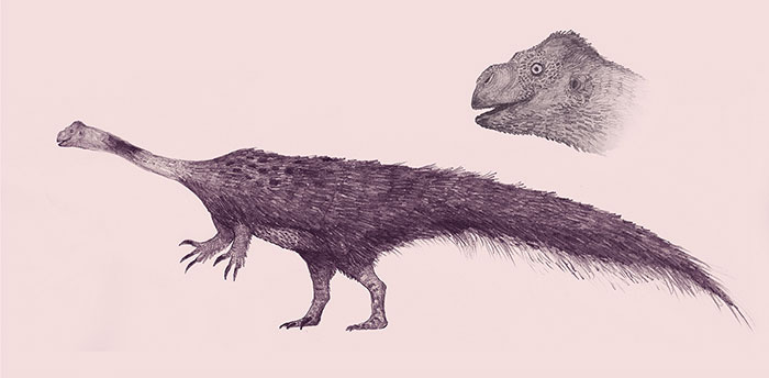Pencil Study Of Massospondylus, The Goobiest Prosauropod