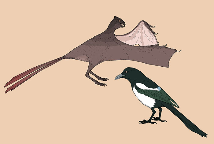 Measured Drawings Of The Newly-Discovered, Skin-Winged Dinosaur Yi Qi, Compared With A Modern-Day Magpie, Pica Pica