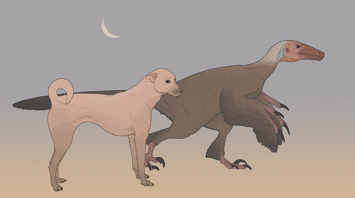 Measured Drawing Of The “Double Sickle-Claw” Dinosaur Balaur Bondoc From Late Cretaceous Romania, Compared To A Present-Day Dog