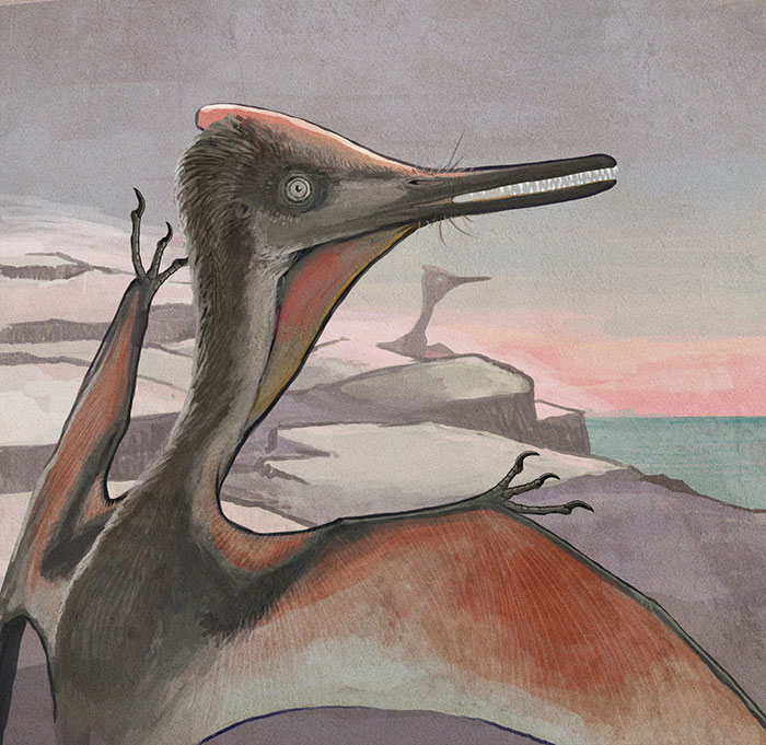 A Slightly Immature Pterodactylus Pterosaur By An Ancient Seashore. A Mature Specimen Can Be Seen On The Background