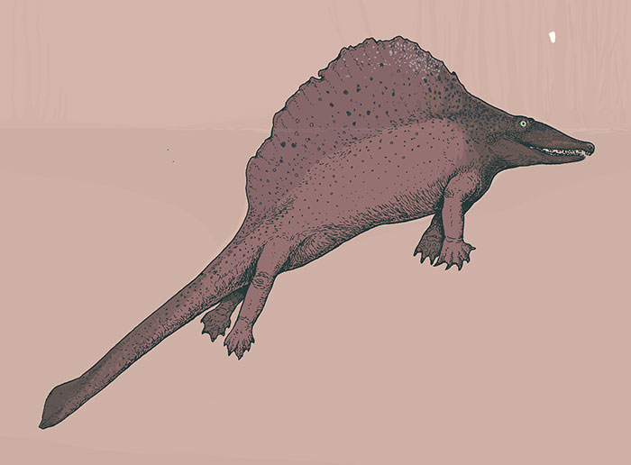 The Sail-Backed Repto-Mammal Secodontosaurus Was The Most Likely Member Of Its Group To Have Had An Aquatic Lifestyle