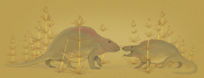 A Jock Ctenospondylus Faces Down A Smaller Opponent Because His Back Is Not Humpy And Red Enough