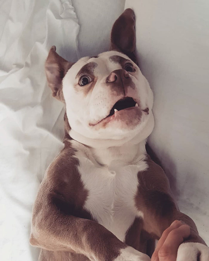 Meet The Saddest Dog On The Internet