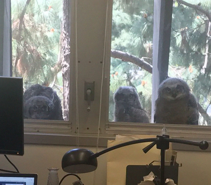 The Internet Can't Stop Laughing At These Owls Who Were Born Outside Of Office Window And Now Do This