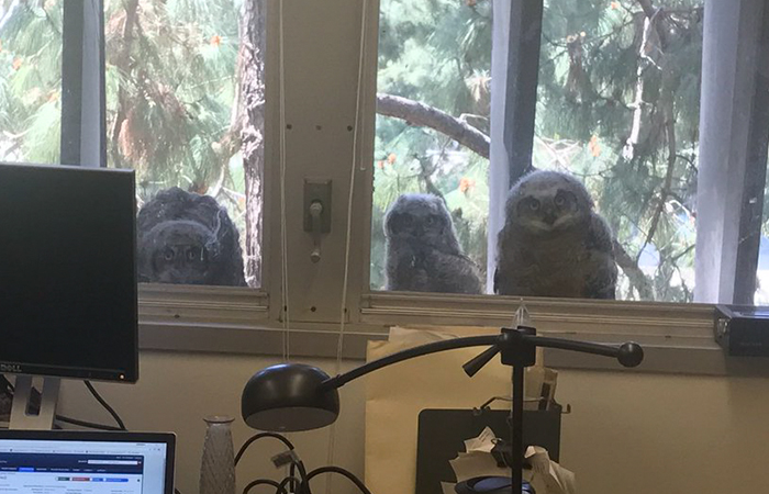 The Internet Can’t Stop Laughing At These Owls Who Were Born Outside Of Office Window And Now Do This