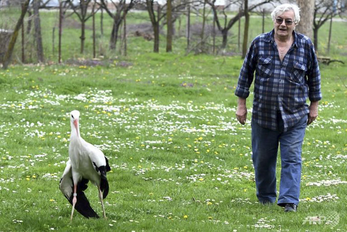This Stork Has Been Flying 13 000 Km Each Year For 16 Years To See His Injured Soulmate Bored Panda