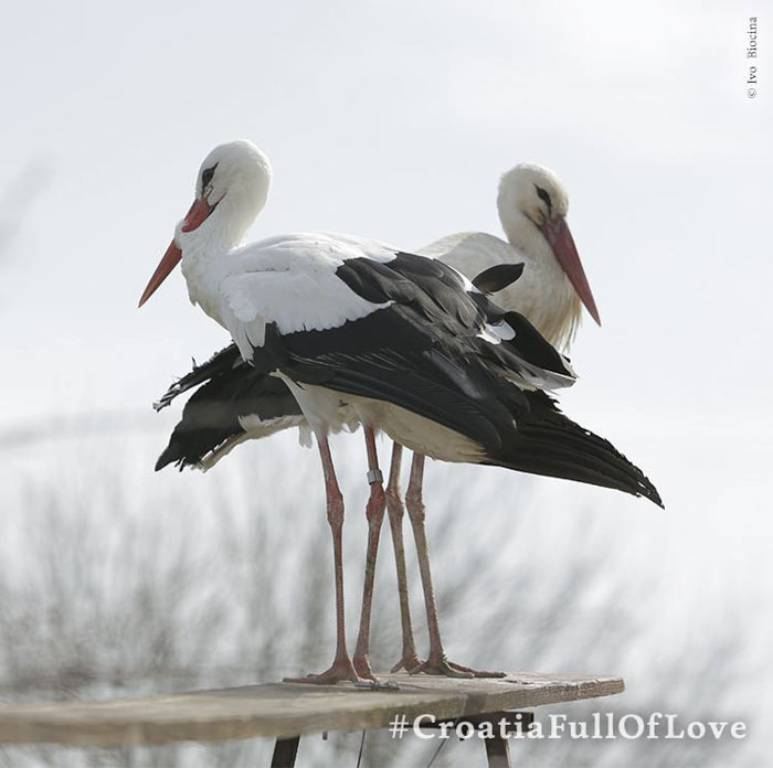 This Stork Has Been Flying 13,000 Km Each Year For 16 Years To See His Injured Soulmate