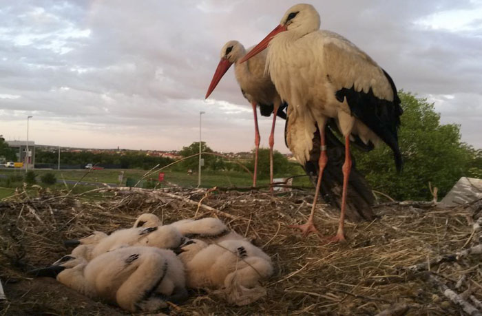 This Stork Has Been Flying 13,000 Km Each Year For 16 Years To See His Injured Soulmate