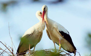 Stork Flies Over 13,000 km Every Year To See His Injured Mate, And It's What True Love Looks Like