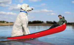 Photographer Photoshops His Dog Into A Giant, And Takes Him On Adventures